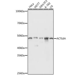 Western Blot - Anti-ACTL6A Antibody (A14723) - Antibodies.com
