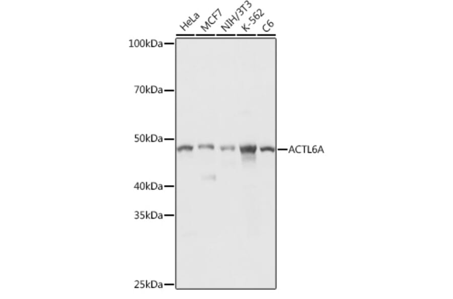 Western Blot - Anti-ACTL6A Antibody (A14723) - Antibodies.com