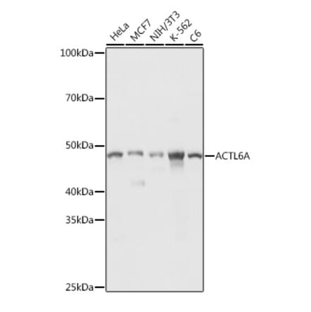 Western Blot - Anti-ACTL6A Antibody (A14723) - Antibodies.com