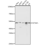 Western Blot - Anti-ACTL6A Antibody (A14723) - Antibodies.com