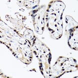 Immunohistochemistry - Anti-ACTL6A Antibody (A14723) - Antibodies.com