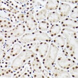 Immunohistochemistry - Anti-ACTL6A Antibody (A14723) - Antibodies.com
