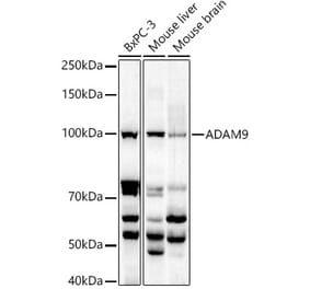 Western Blot - Anti-ADAM9 Antibody (A14724) - Antibodies.com