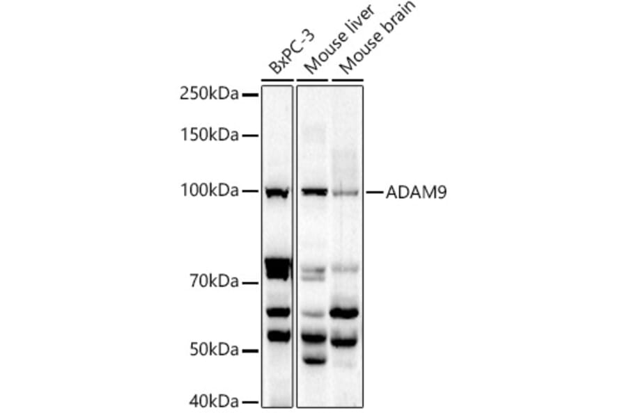 Western Blot - Anti-ADAM9 Antibody (A14724) - Antibodies.com