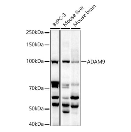 Western Blot - Anti-ADAM9 Antibody (A14724) - Antibodies.com