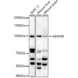 Western Blot - Anti-ADAM9 Antibody (A14724) - Antibodies.com