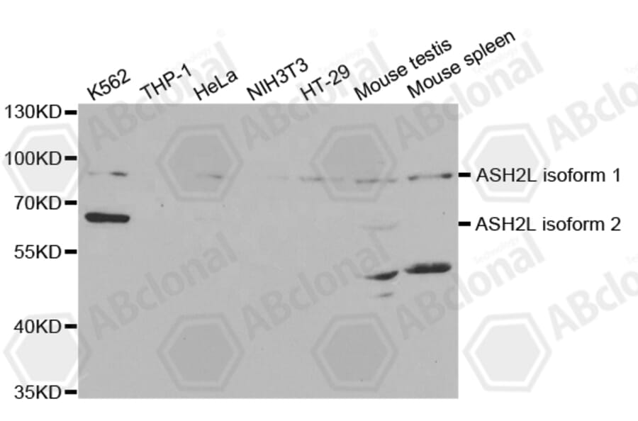 Western Blot - Anti-ASH2L Antibody (A5392) - Antibodies.com