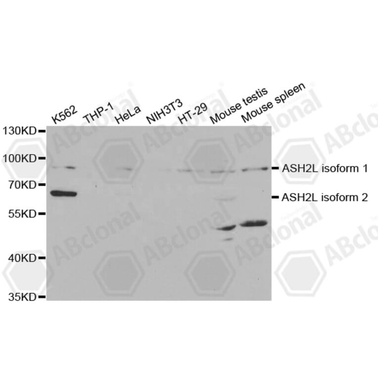 Western Blot - Anti-ASH2L Antibody (A5392) - Antibodies.com