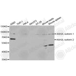 Western Blot - Anti-ASH2L Antibody (A5392) - Antibodies.com