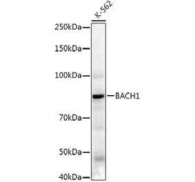 Western Blot - Anti-BACH1.3 Antibody (A14728) - Antibodies.com