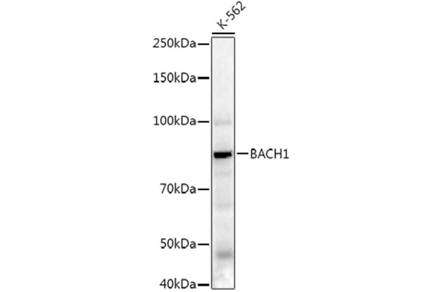 Western Blot - Anti-BACH1.3 Antibody (A14728) - Antibodies.com