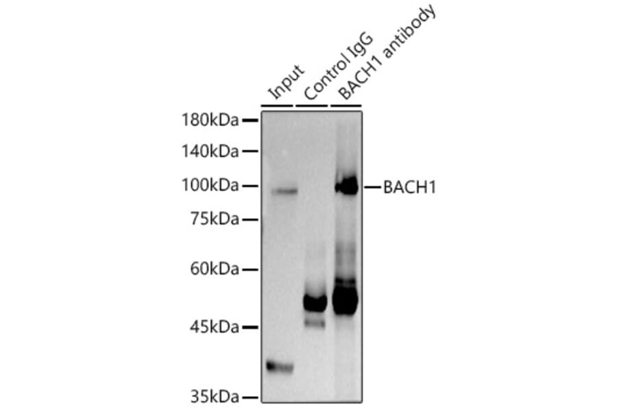 Western Blot - Anti-BACH1.3 Antibody (A14728) - Antibodies.com