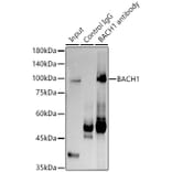 Western Blot - Anti-BACH1.3 Antibody (A14728) - Antibodies.com