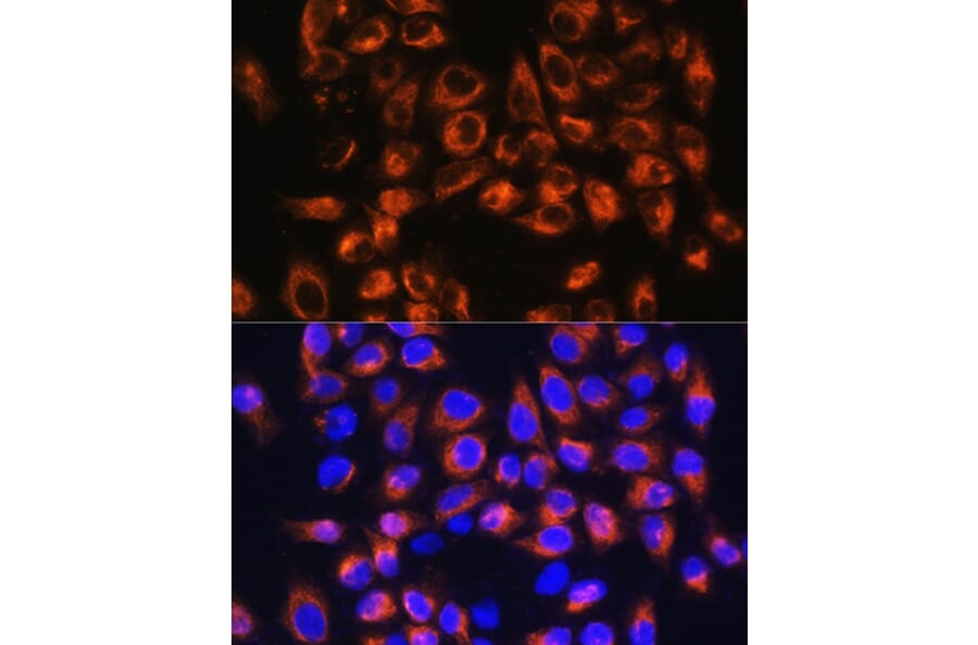 Immunofluorescence - Anti-C7 Antibody (A14729) - Antibodies.com
