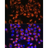 Immunofluorescence - Anti-C7 Antibody (A14729) - Antibodies.com