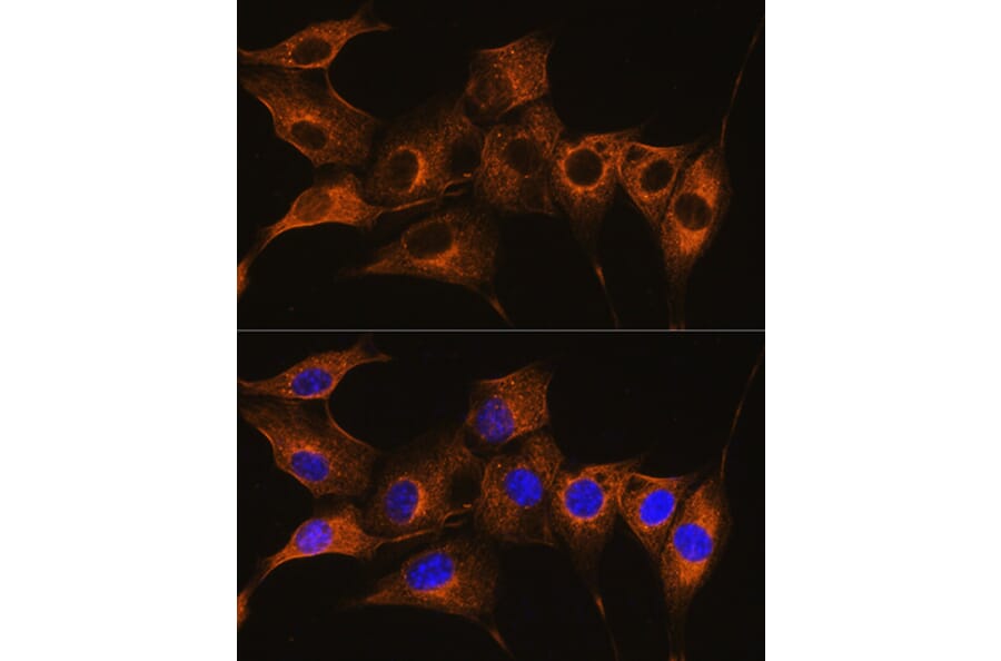 Immunofluorescence - Anti-C7 Antibody (A14729) - Antibodies.com