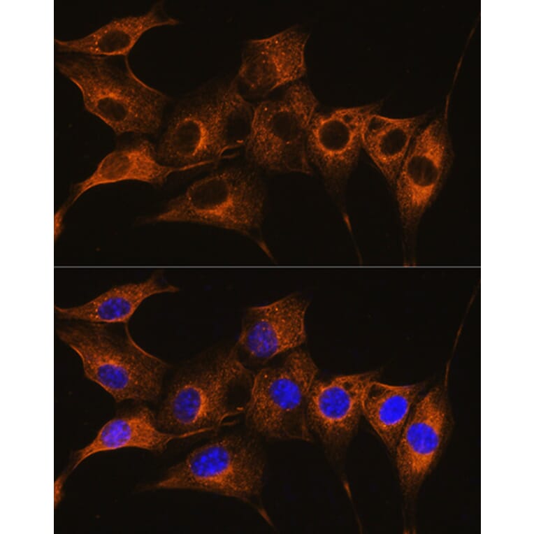 Immunofluorescence - Anti-C7 Antibody (A14729) - Antibodies.com