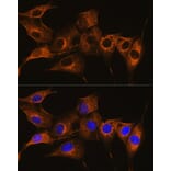 Immunofluorescence - Anti-C7 Antibody (A14729) - Antibodies.com