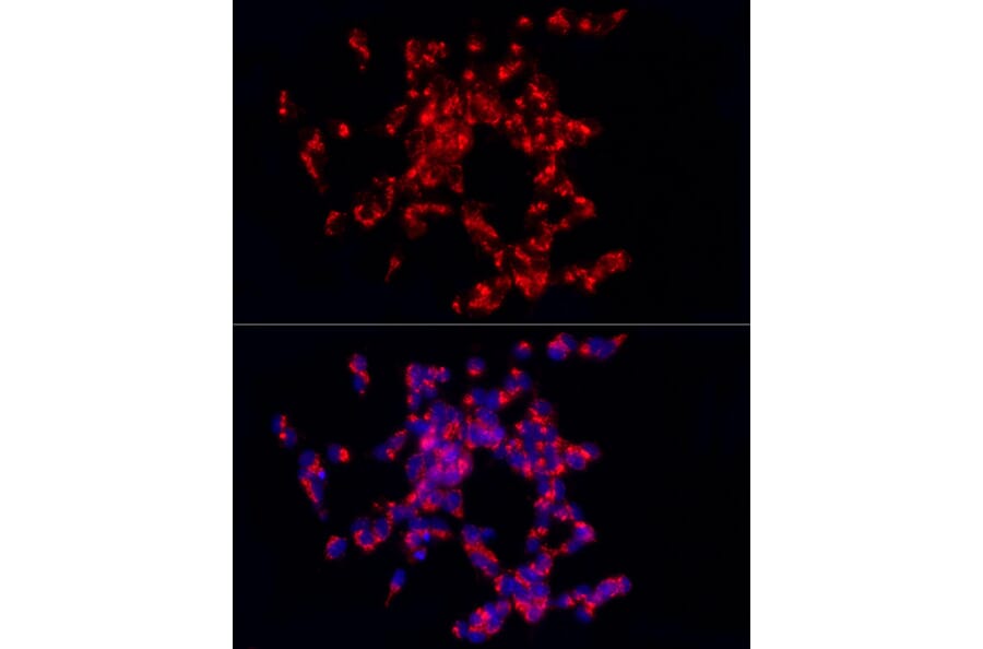 Immunofluorescence - Anti-CART Antibody (A14730) - Antibodies.com