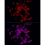 Immunofluorescence - Anti-CART Antibody (A14730) - Antibodies.com