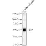 Western Blot - Anti-Properdin/PFC Antibody (A14732) - Antibodies.com