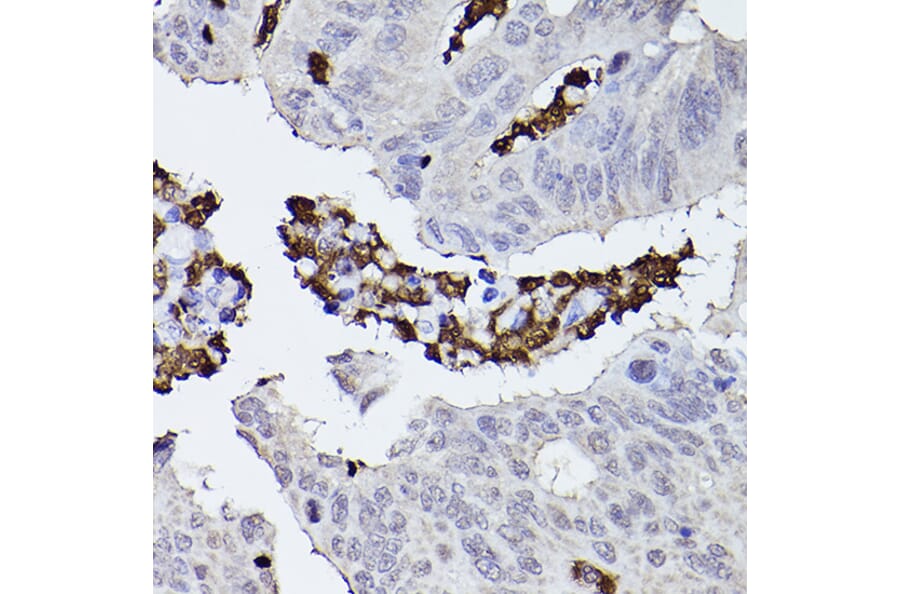 Immunohistochemistry - Anti-Properdin/PFC Antibody (A14732) - Antibodies.com