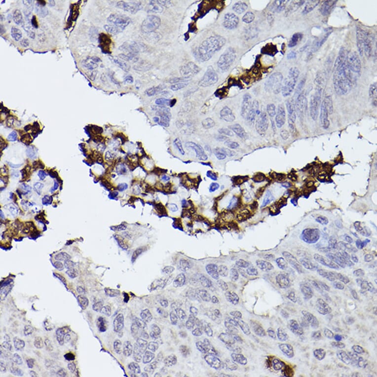 Immunohistochemistry - Anti-Properdin/PFC Antibody (A14732) - Antibodies.com