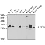 Western Blot - Anti-CHMP2B Antibody (A14733) - Antibodies.com