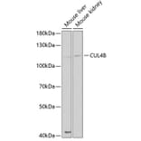 Western Blot - Anti-Cullin 4B / CUL-4B Antibody (A14734) - Antibodies.com