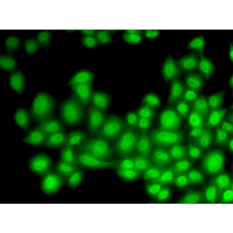 Immunofluorescence - Anti-Cullin 4B / CUL-4B Antibody (A14734) - Antibodies.com