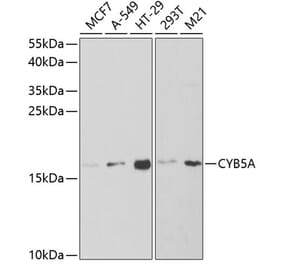 Western Blot - Anti-Cytochrome b5 Antibody (A14735) - Antibodies.com