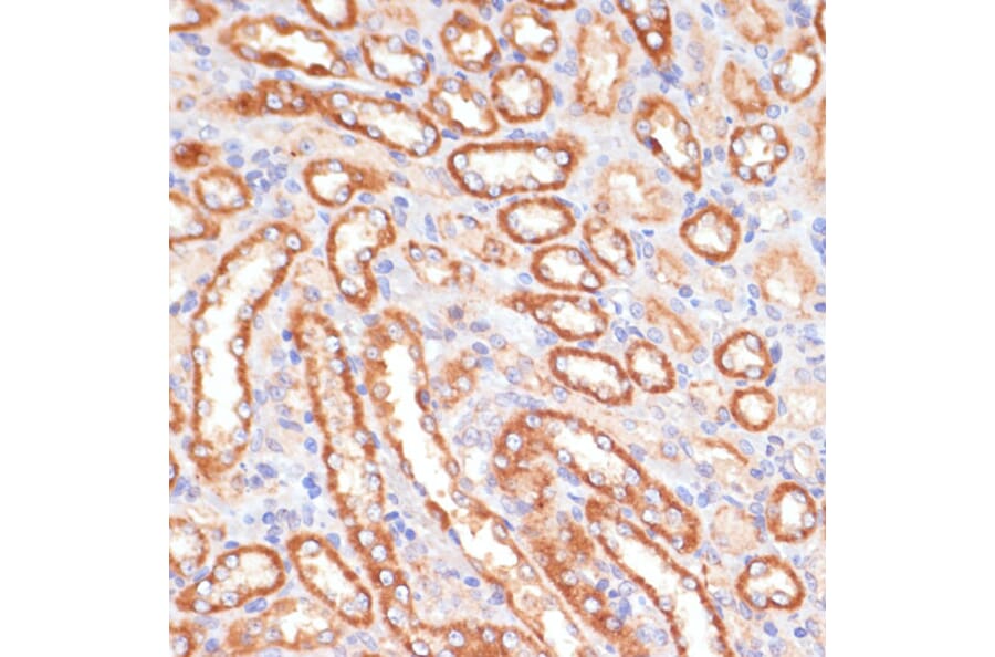 Immunohistochemistry - Anti-Cytochrome b5 Antibody (A14735) - Antibodies.com