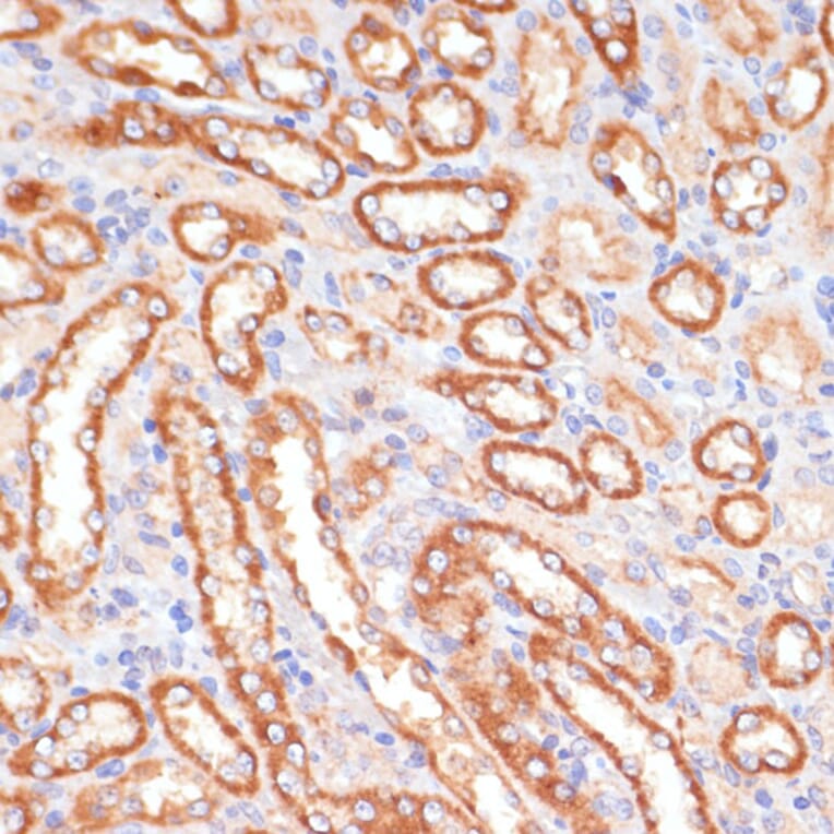 Immunohistochemistry - Anti-Cytochrome b5 Antibody (A14735) - Antibodies.com
