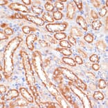 Immunohistochemistry - Anti-Cytochrome b5 Antibody (A14735) - Antibodies.com