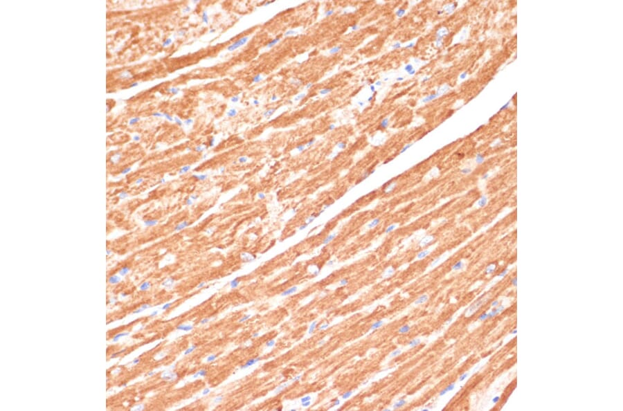 Immunohistochemistry - Anti-Cytochrome b5 Antibody (A14735) - Antibodies.com
