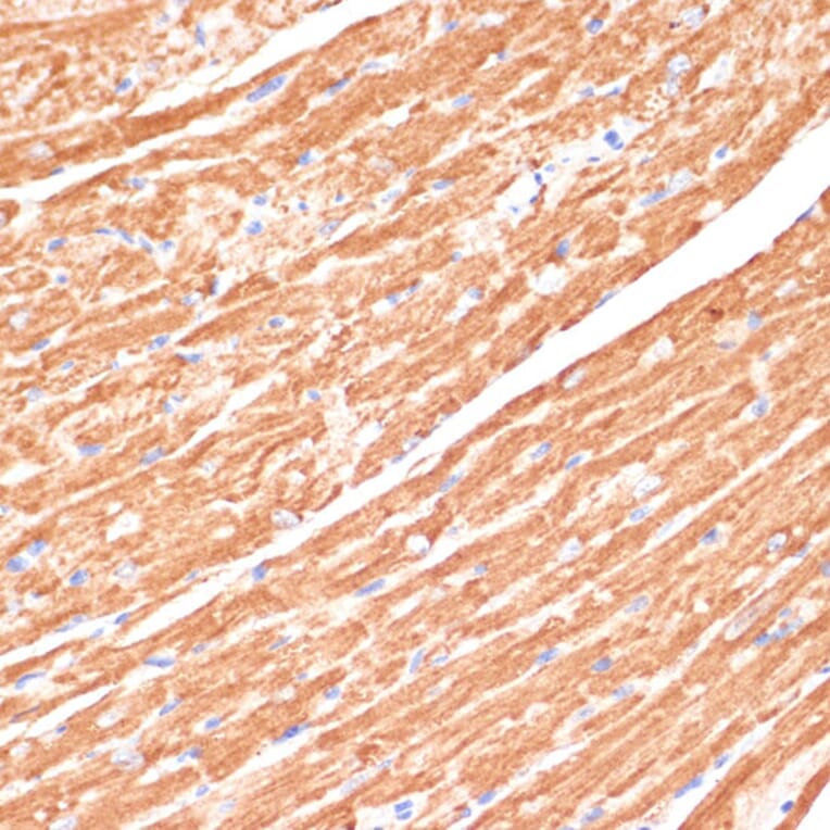 Immunohistochemistry - Anti-Cytochrome b5 Antibody (A14735) - Antibodies.com