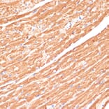 Immunohistochemistry - Anti-Cytochrome b5 Antibody (A14735) - Antibodies.com