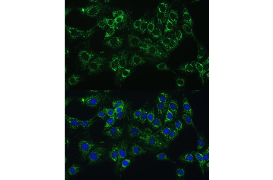 Immunofluorescence - Anti-Cytochrome b5 Antibody (A14735) - Antibodies.com