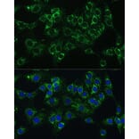 Immunofluorescence - Anti-Cytochrome b5 Antibody (A14735) - Antibodies.com
