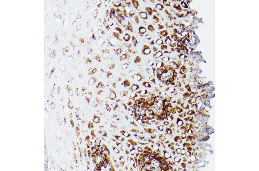Immunohistochemistry - Anti-Lipoamide Dehydrogenase Antibody (A14737) - Antibodies.com