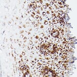 Immunohistochemistry - Anti-Lipoamide Dehydrogenase Antibody (A14737) - Antibodies.com