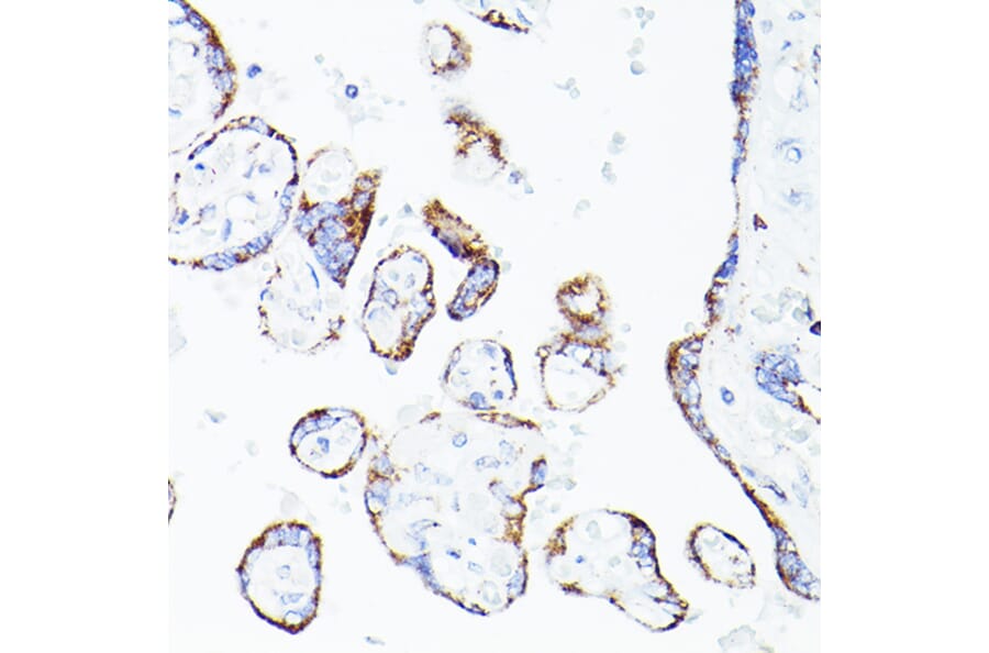 Immunohistochemistry - Anti-Lipoamide Dehydrogenase Antibody (A14737) - Antibodies.com