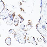 Immunohistochemistry - Anti-Lipoamide Dehydrogenase Antibody (A14737) - Antibodies.com