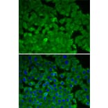 Immunofluorescence - Anti-EEF2K Antibody (A14738) - Antibodies.com