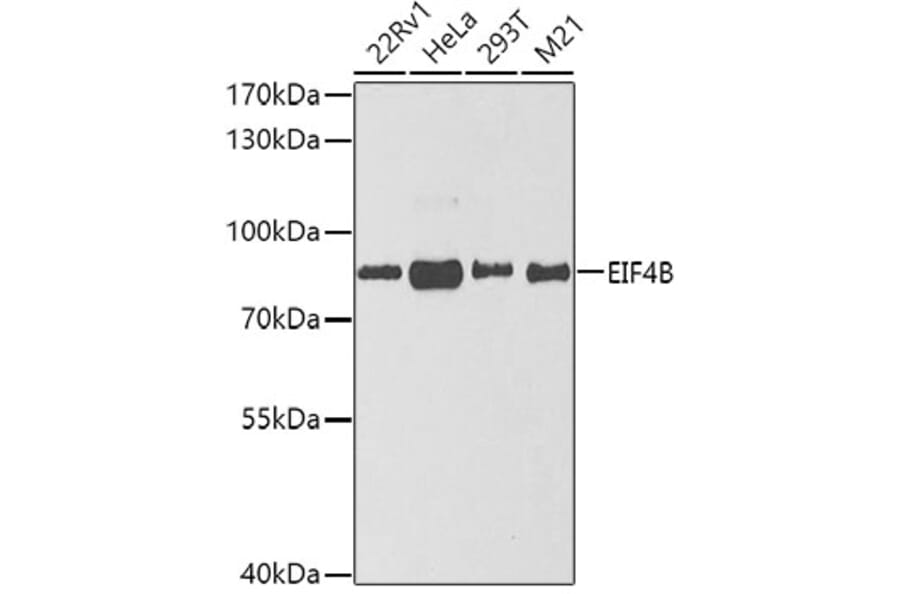 Western Blot - Anti-EIF4B Antibody (A5405) - Antibodies.com
