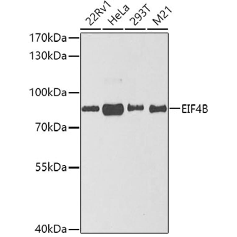 Western Blot - Anti-EIF4B Antibody (A5405) - Antibodies.com
