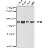 Western Blot - Anti-EIF4B Antibody (A5405) - Antibodies.com