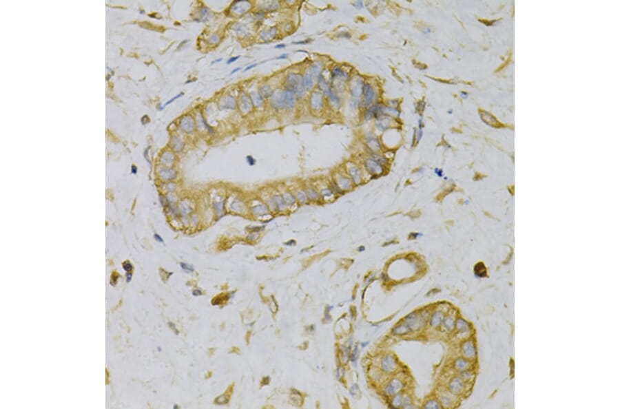 Immunohistochemistry - Anti-EIF4B Antibody (A5405) - Antibodies.com
