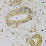 Immunohistochemistry - Anti-EIF4B Antibody (A5405) - Antibodies.com