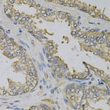 Immunohistochemistry - Anti-EIF4B Antibody (A5405) - Antibodies.com